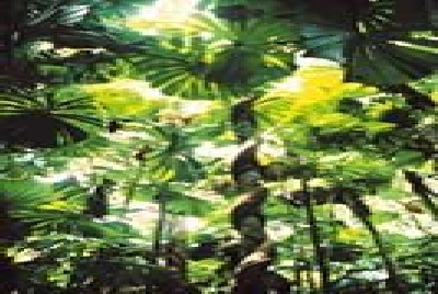 Daintree NP Cooper Creek-Cooper_Creek -TTNQ.jpg
